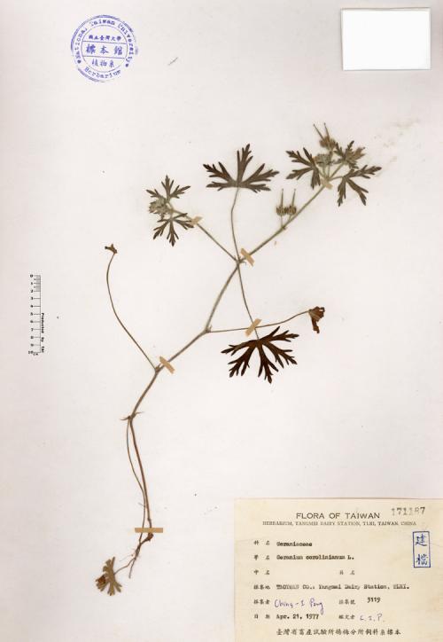 Geranium corolinianum L._標本_BRCM 4136