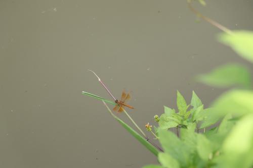 黃翅蜻  (褐斑蜻蜓)