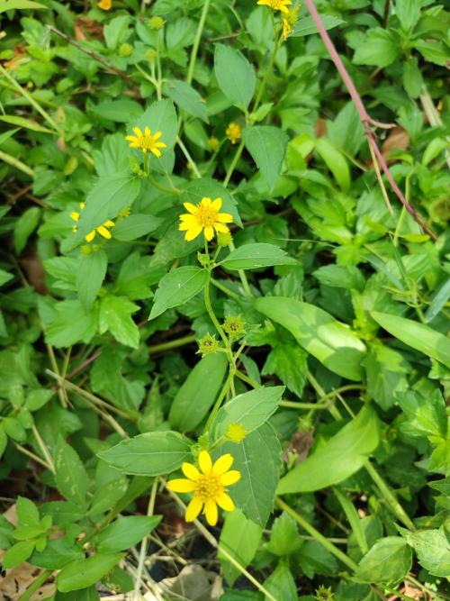 雙花蟛蜞菊