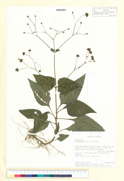 Adenostemma lavenia (L.) Kuntze_標本_BRCM 7390