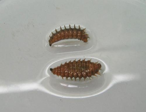 Achoetandrus rufifacies larva1