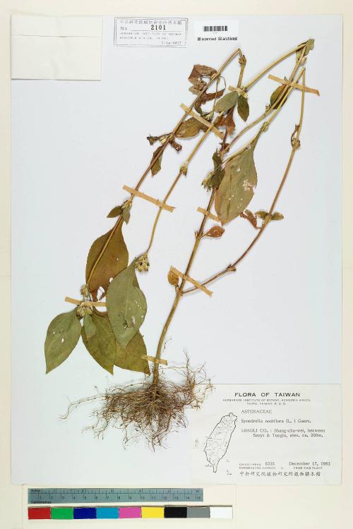 Synedrella nodiflora (L.) Gaertn._標本_BRCM 6495