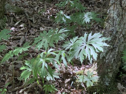 高山破傘菊