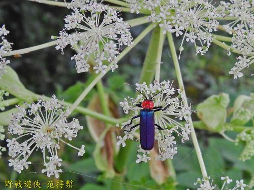 紫翅麗菊虎