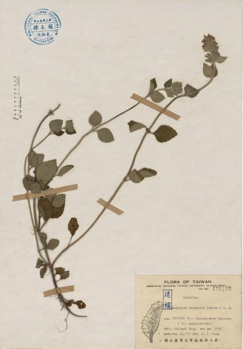 Clinopodium chinense (Benth.) O. K._標本_BRCM 4141