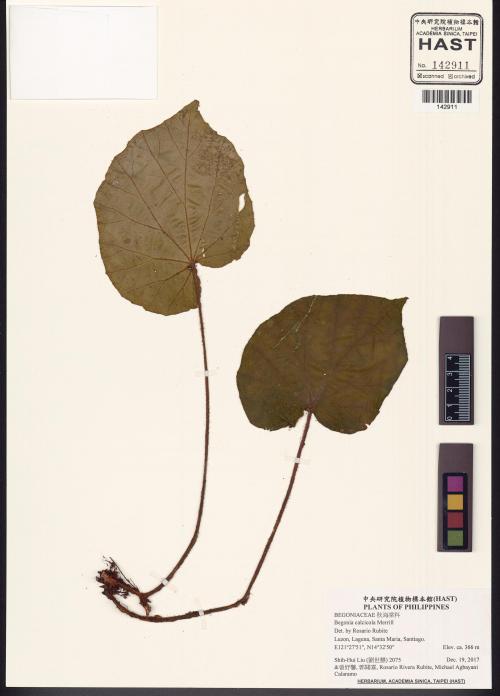Begonia calcicola標本_BRCM 2955