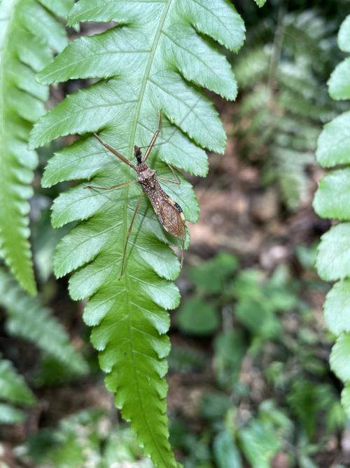 白斑素獵椿象 (六刺素獵椿象)