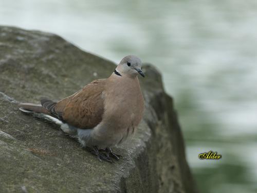 20090725_380268_Red-collared_Dove_3940.jpg