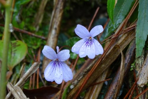 台灣菫菜