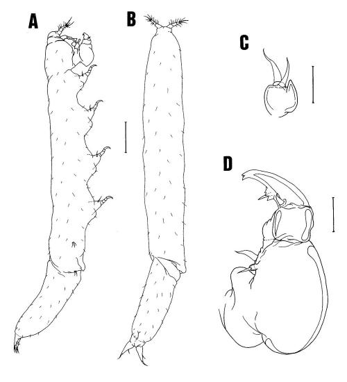 Xarifia sectilis_雄.jpg