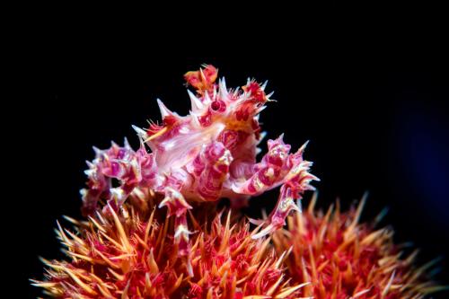 Soft Coral Crab