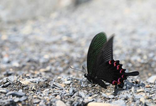 烏鴉鳳蝶