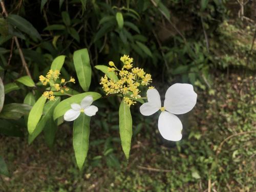 華八仙(華南分布)