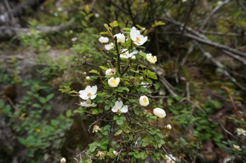 高山薔薇