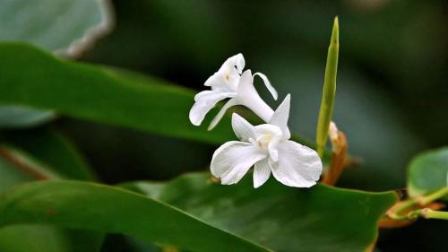 蘭嶼竹芋