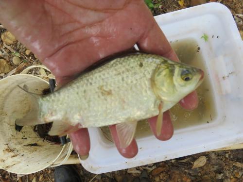 鯽魚 (金魚)