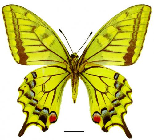 Papilio machaon sylvina Hemming, 1933 黃鳳蝶