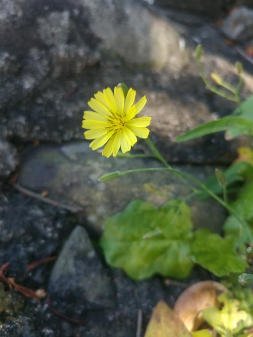 中華小苦蕒 山苦蕒