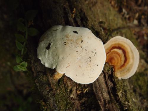 Microporus vernicipes(漆柄小孔菌)