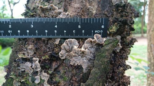 Auricularia mesenterica(氈蓋木耳)