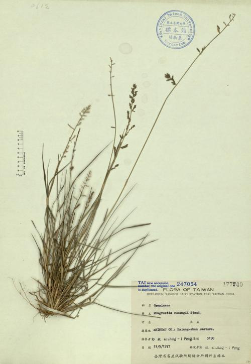 Eragrostis cumingii Steud._標本_BRCM 4688