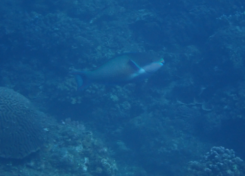 福氏鸚哥魚