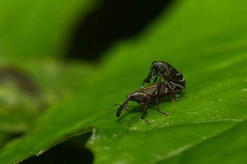 黃條象鼻蟲