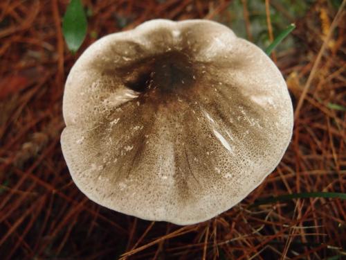 Agaricus praeclaresquamosus(細鱗蘑菇)