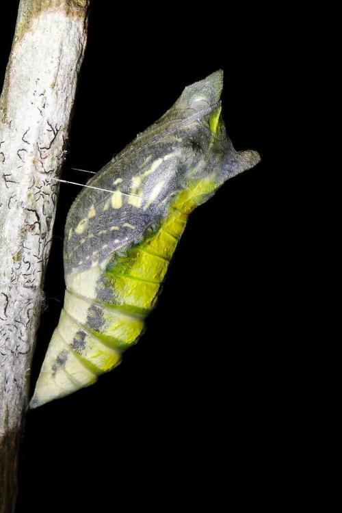 20090925_347302_Papilio xuthus_p.jpg