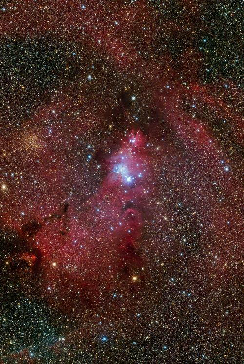 NGC 2264 Christmas Tree