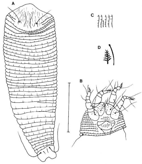 Phyllocoptes multilinea Huang, 2001