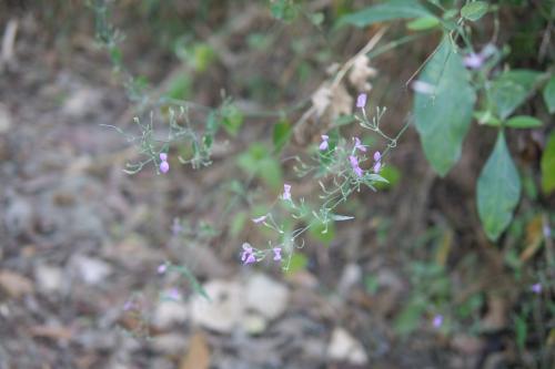 槍刀菜