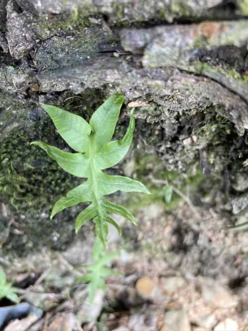 玉山茀蕨