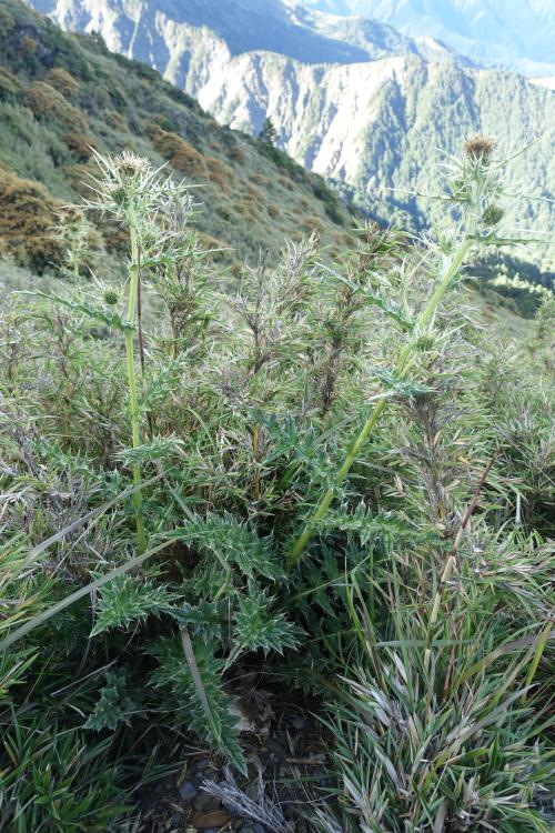 阿里山薊