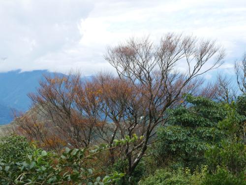 臺灣水青岡