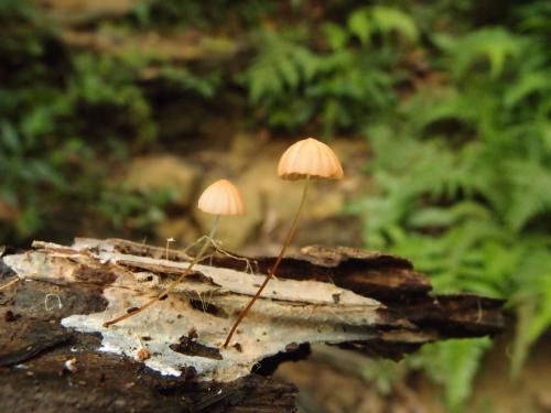 Marasmius pulcherripes(紫紅小皮傘)褐色型