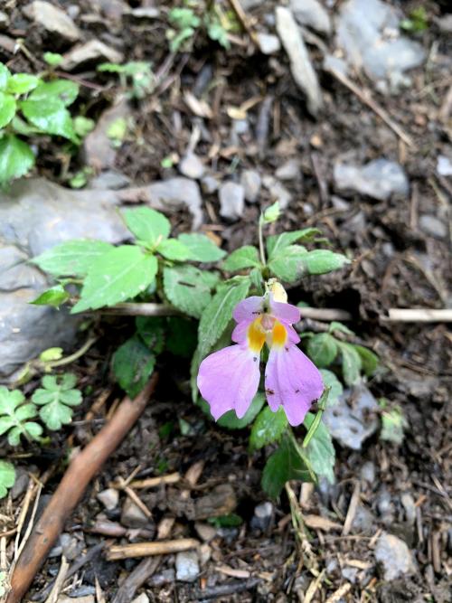 紫花鳳仙花