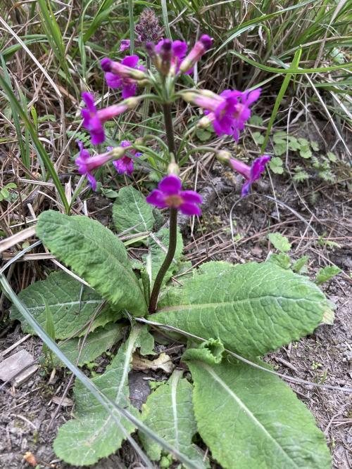 玉山櫻草