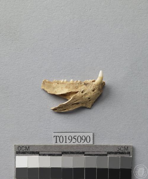 隆頭魚齒骨