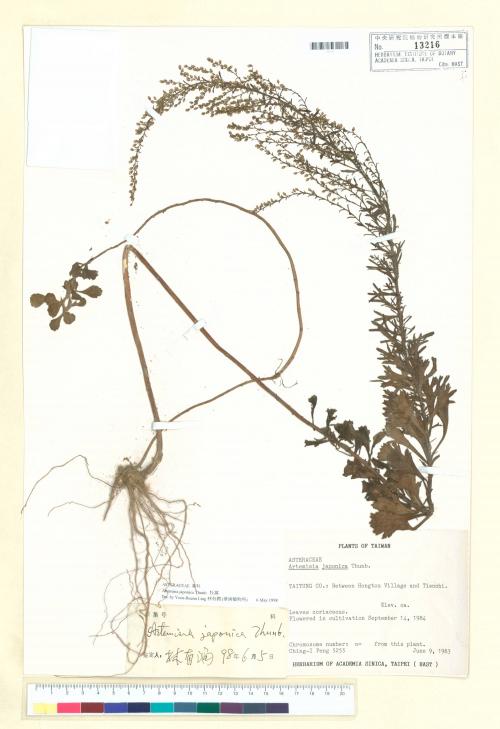 Artemisia japonica Thunb._標本_BRCM 6379