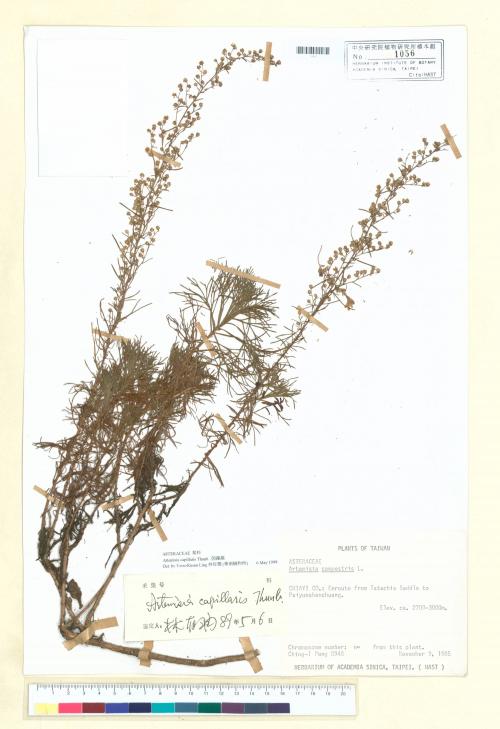 Artemisia capillaris Thunb._標本_BRCM 6769