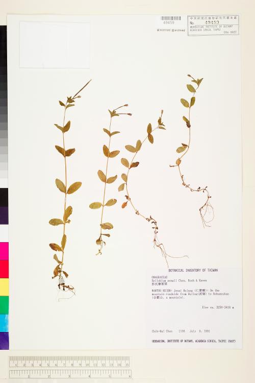 Epilobium pengii Chen, Hoch & Raven_標本_BRCM 6037