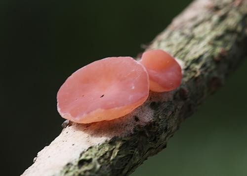 Ombrophila violacea(堇紫雨盤菌)