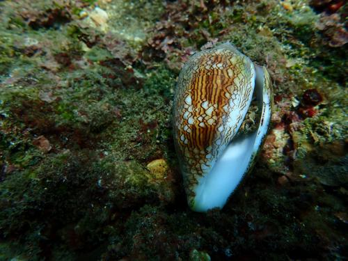 織錦芋螺