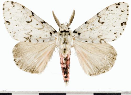 Lymantria minomonis Matsumura, 1933