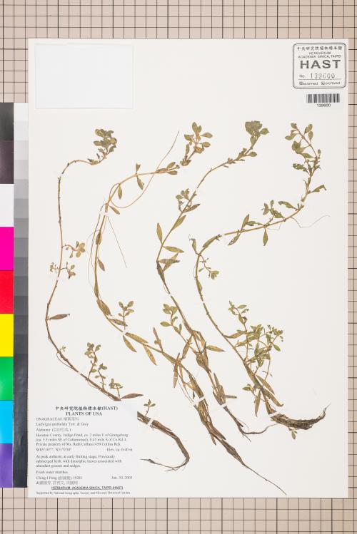 Ludwigia spathulata Torr. & Gray_標本_BRCM 3460