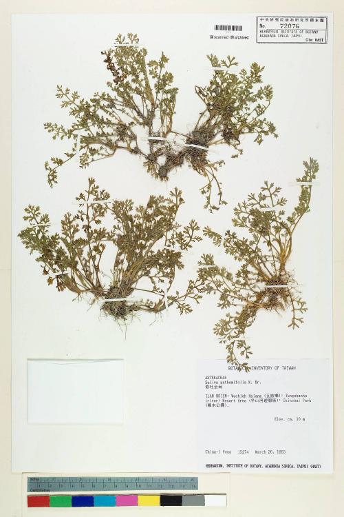 Soliva anthemifolia (Juss.) R. Brown ex Less._標本_BRCM 5078