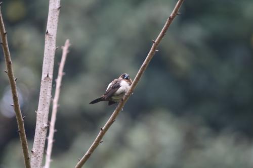 白腰文鳥