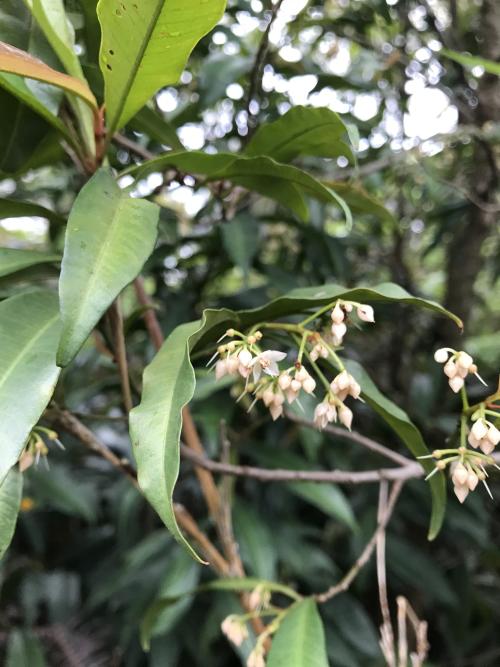 小葉樹杞