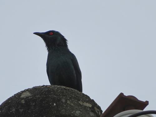 亞洲輝椋鳥